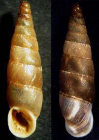 Tabella della Famiglia Clausilidae